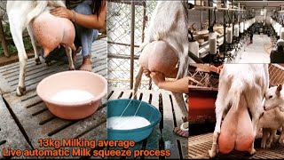 13kg milking goats  biggest saanen milking goats breed farm  Saanen goats milk squeezing process [upl. by Eeneg]