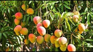 Mango farming in Kenya [upl. by Ehrsam130]