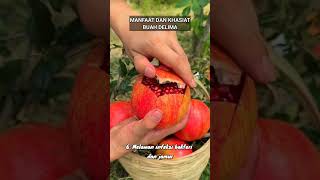 MANFAAT DAN KHASIAT BUAH DELIMA manfaatkhasiatbuahdelima buahdelima buah delima buahbuahan [upl. by Ajtak331]