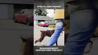 Leash Training My 1 Year Old Rescue Dog [upl. by Drahsar]