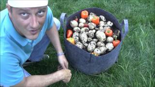 Grow Bag Potato Reveal  Kennebec [upl. by Nosyerg]