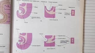 Hind gut development Embryology  Alimentary System Part 8 [upl. by Westlund]