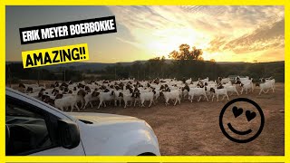 ✅ BOER GOAT FARM  Erik Meyer Boerbokke South African [upl. by Maryly555]