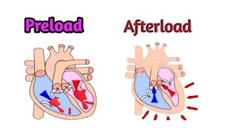 Preload and Afterload [upl. by Otrebron]