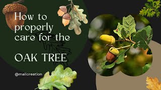 The Ultimate Guide To Oak Trees For Gardeners Everything You Need To Know [upl. by Alliehs539]