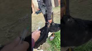 Correct Method of IM Injection in Cattle 🐄 veterinarypractice  animals veterinaryeducation [upl. by Ahsitam]