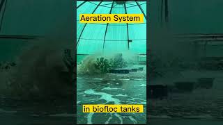 Aeration System In biofloc tanks punjab biofloc fish farming vlog bioflocfishfarming [upl. by Ruscio]