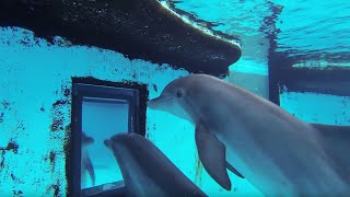 Dolphins How Smart are They Actually  Inside the Animal Mind  BBC Earth [upl. by Tega]