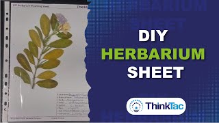 DIY Herbarium Sheet  ThinkTac  Science Experiment [upl. by Pierson]