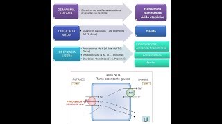 CARDIOLOGÍA Acción farmacológica de la furosemida [upl. by Aneloc219]