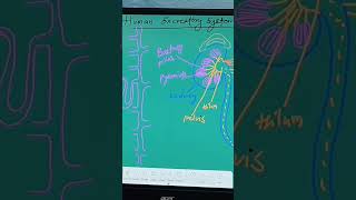 Excretion kidney basic structure  nefron biology science neet upsc [upl. by Ogata]