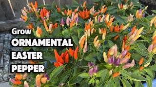 How to Grow Ornamental Peppers from Seed in Containers  Easter Peppers [upl. by Ardiedal15]