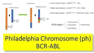 Philadelphia Chromosome Ph  Introduction variants of BCR ABL gene fusion amp Effects of variants [upl. by Llenal9]