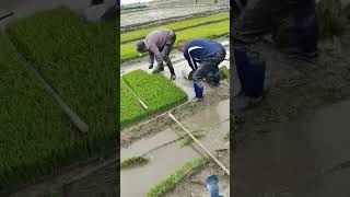 fishing machinery machine agriculture satisfying [upl. by Roseline360]