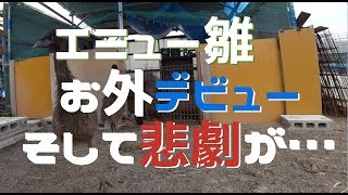 エミュー雛お外デビューそして悲劇が【エミューの飼い方】 [upl. by Denison]