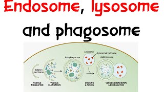 Endosome Lysozome and phagosome [upl. by Dyanne]