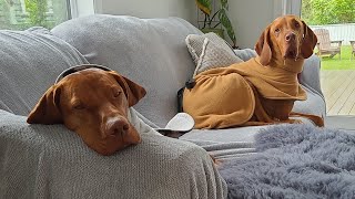 Vizsla fun packed weekend  Part 2 [upl. by Richma]