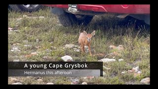 A young Cape Grysbok [upl. by Oiluarb]