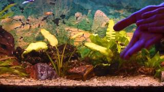 Présentation   présentation de mon aquarium de 300 L [upl. by Nitsraek]