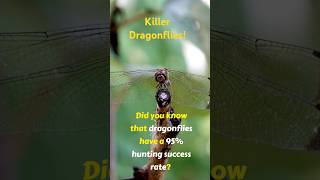 Dragonflies are efficient huntersdragonfly nature naturefacts [upl. by Teplitz]