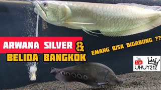 ARWANA SILVER amp BELIDA BANGKOK [upl. by Hymie]