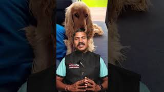 Dogsஅ எப்படி Categorize பண்றாங்க தெரியுமா doglover doglife shorts [upl. by Gnehp137]