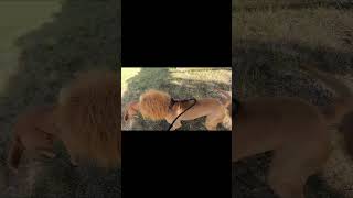 quotLion vs Dog The Ultimate Showdownquot cute lionsmane viralshorts youtubeshorts [upl. by Amsaj]