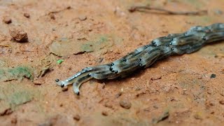 Fungus Gnat Larvae Travelling in Procession [upl. by Eenoj]