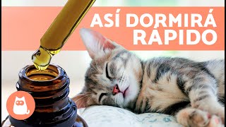 Cómo DORMIR a tu GATO en 10 segundos 🐱💤  5 Trucos Para que un Gato se Duerma Rápido ✅ [upl. by Williamsen]