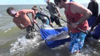 Rescue of a pygmy right whale [upl. by Hsima]