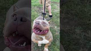 puppy lilactri tribully americanbullykennel bitework puppylovers [upl. by Shear]