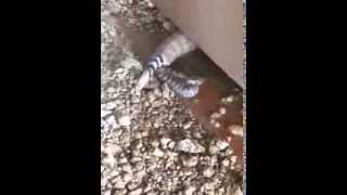 WARNING Live Rattlesnake birth video from the other day You dont see this too often [upl. by Stevie448]