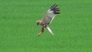 Bussard fängt eine Maus  Buzzard Catch a mouse [upl. by Patton364]