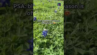 Bluebonnet season is here 😍 bluebonnets lonestarstate spring texasbluebonnets [upl. by Jyoti848]