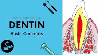 Dentin Basic Concepts  Dentin Pulp complex Session 1 [upl. by Eidnak96]