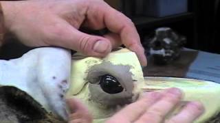 TH Taxidermy Installing ear liners sculpting upper and lower eye lids Cass City Michigan [upl. by Barnabe734]