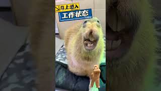 How healing can small animals be Capybara Fantastic Beasts on TikTok [upl. by Retsevel]