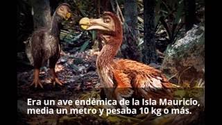 El misterio de las aves extintas de Mauricio [upl. by Mariko]