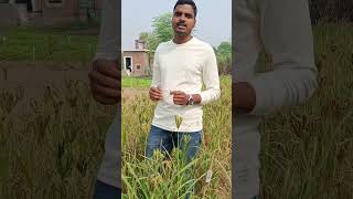 Finger Millet The Ancient Grain fingermillet agruculture agri millets superfoods farming [upl. by Moyer]