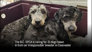 Dogs surrendered by BC breeder SPCA [upl. by Hershell]