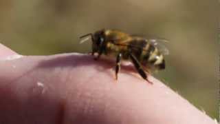 Frühlingserwachen bei den Bienen im Weinviertel [upl. by Ahsak]