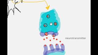 Types of signaling  auto endo paracrine signaling  synaptic signaling [upl. by Butler]