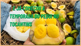 E JÁ COMEÇOU A TEMPORADA DO PEQUI NO TOCANTINS [upl. by Odnama955]