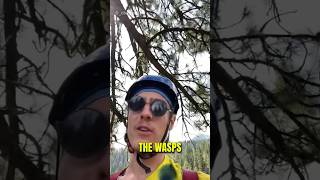 How To Destroy A Wasp’s Nest 😳 [upl. by Eldreda]