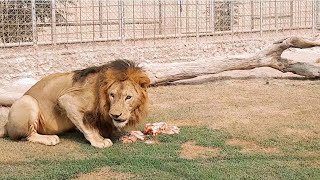 Lion Eating Meat Roar Sound Effect Loud [upl. by Zurek68]