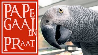 Talking parrot Mayday  Papegaaien praat 002 [upl. by Binetta]