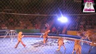 Terror en el Circo LEONES [upl. by Stichter39]