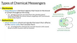 Ch 17  Obj 4  types of intercellular communication [upl. by Nigen882]