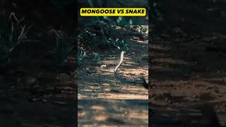 Intense fight Mongoose VS Snake [upl. by Tia]