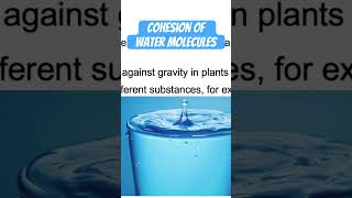 Transport of water in Plants Structure and Functions of Xylem [upl. by Farro]